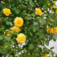 5 YELLOW CLIMBING ROSE Rosa Bush Vine Climber Fragrant Butterfly Flower Seeds