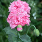 300 Organic ROSE PEONY POPPY Pink Papaver Peoniflorum Flower Seeds