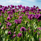 500 LAUREN'S GRAPE POPPY Purple Papaver Somniferum Flower Seeds