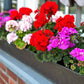 10 MIXED COLORS GERANIUM Pelargonium Zonale Pink, Purple, White, Red, & Salmon Flower Seeds
