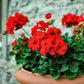 10 MIXED COLORS GERANIUM Pelargonium Zonale Pink, Purple, White, Red, & Salmon Flower Seeds