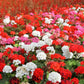 10 MIXED COLORS GERANIUM Pelargonium Zonale Pink, Purple, White, Red, & Salmon Flower Seeds