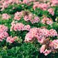 10 MIXED COLORS GERANIUM Pelargonium Zonale Pink, Purple, White, Red, & Salmon Flower Seeds