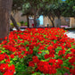 10 MIXED COLORS GERANIUM Pelargonium Zonale Pink, Purple, White, Red, & Salmon Flower Seeds