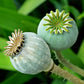 250 Organic AFTER MIDNIGHT POPPY Darkest Purple Almost Black Papaver Somniferum Flower Seeds
