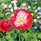 200 AFGHAN RESELECTED Blue POPPY Mixed Colors Papaver Somniferum Setigerum Pink Purple White Flower Seeds