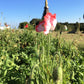 200 AFGHAN RESELECTED Blue POPPY Mixed Colors Papaver Somniferum Setigerum Pink Purple White Flower Seeds