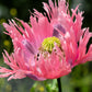 200 AFGHAN RESELECTED Blue POPPY Mixed Colors Papaver Somniferum Setigerum Pink Purple White Flower Seeds