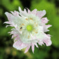 200 AFGHAN RESELECTED Blue POPPY Mixed Colors Papaver Somniferum Setigerum Pink Purple White Flower Seeds