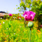200 AFGHAN RESELECTED Blue POPPY Mixed Colors Papaver Somniferum Setigerum Pink Purple White Flower Seeds