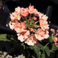 50 Dwarf APRICOT VERBENA Nana Compacta Fragrant Butterfly Flower Seeds