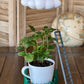 Original Dripping Rain Cloud with Ladder Charm