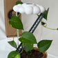 Original Dripping Rain Cloud with Ladder Charm