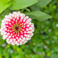 100 ICE QUEEN ZINNIA Elegans Bicolor Double Pink Red White Flower Seeds