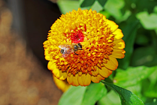 100 Mixed Colors SCABIOSA ZINNIA Elegans  Red, Pink, Purple, Yellow, White, & Orange Flower Seeds