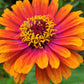 50 SOMBRERO ZINNIA Elegans Mexican Zinnia Haageana Orange Red Yellow Bicolor Flower Seeds