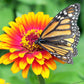 50 SOMBRERO ZINNIA Elegans Mexican Zinnia Haageana Orange Red Yellow Bicolor Flower Seeds