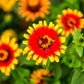 50 SOMBRERO ZINNIA Elegans Mexican Zinnia Haageana Orange Red Yellow Bicolor Flower Seeds