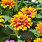 50 SOMBRERO ZINNIA Elegans Mexican Zinnia Haageana Orange Red Yellow Bicolor Flower Seeds