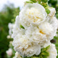 50 SUMMER CARNIVAL HOLLYHOCK Double Mixed Colors Red Pink White Yellow Peach Alcea Rosea Flower Seeds