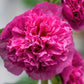 50 SUMMER CARNIVAL HOLLYHOCK Double Mixed Colors Red Pink White Yellow Peach Alcea Rosea Flower Seeds