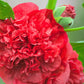 50 SUMMER CARNIVAL HOLLYHOCK Double Mixed Colors Red Pink White Yellow Peach Alcea Rosea Flower Seeds