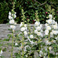 50 SUMMER CARNIVAL HOLLYHOCK Double Mixed Colors Red Pink White Yellow Peach Alcea Rosea Flower Seeds