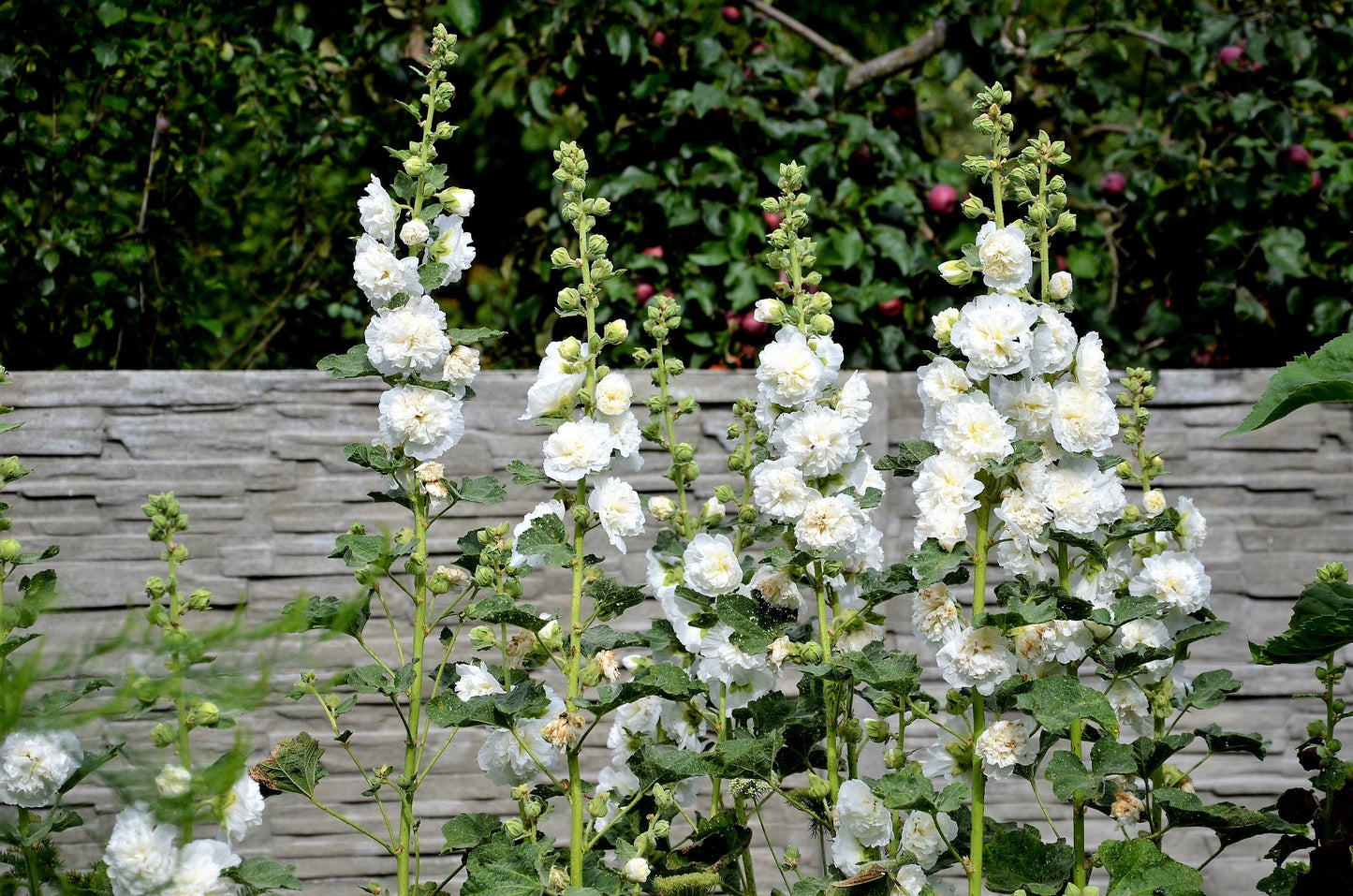50 SUMMER CARNIVAL HOLLYHOCK Double Mixed Colors Red Pink White Yellow Peach Alcea Rosea Flower Seeds