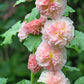 50 SUMMER CARNIVAL HOLLYHOCK Double Mixed Colors Red Pink White Yellow Peach Alcea Rosea Flower Seeds
