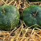 25 Small APPLE GOURD Cucurbita Pepo Ornamental Squash Seeds