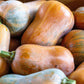 25 Organic HONEYNUT SQUASH aka Honey Butternut Squash Sweet Cucurbita Moschata Baby Buttercup Tan Skin Orange Flesh Seeds