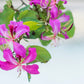 10 PURPLE ORCHID TREE Bauhinia Purpurea Camel's Foot Butterfly Flower Tree Hummingbird Seeds