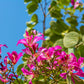 10 PURPLE ORCHID TREE Bauhinia Purpurea Camel's Foot Butterfly Flower Tree Hummingbird Seeds