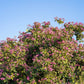 10 PURPLE ORCHID TREE Bauhinia Purpurea Camel's Foot Butterfly Flower Tree Hummingbird Seeds