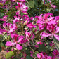 10 PURPLE ORCHID TREE Bauhinia Purpurea Camel's Foot Butterfly Flower Tree Hummingbird Seeds