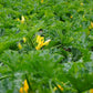 50 GOLDEN ZUCCHINI Heirloom Summer Bush Squash Cucurbita Pepo Yellow Vegetable Seeds