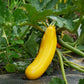50 GOLDEN ZUCCHINI Heirloom Summer Bush Squash Cucurbita Pepo Yellow Vegetable Seeds
