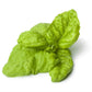 500 LETTUCE LEAF BASIL Ocimum Basilicum Huge Leaves Herb Seeds