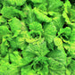 500 LETTUCE LEAF BASIL Ocimum Basilicum Huge Leaves Herb Seeds