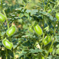 25 GREEN CHICK PEA Chickpea aka Garbanzo Bean Green Chana Cicer Arietinum Legume Vegetable Seeds