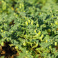 25 GREEN CHICK PEA Chickpea aka Garbanzo Bean Green Chana Cicer Arietinum Legume Vegetable Seeds