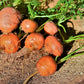 800 PARISIAN CARROT Parisienne Carrot Daucas Carota Sativus Orange Vegetable Seeds