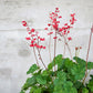 100 Red HEUCHERA SPLENDENS Coral Bells Heuchera Sanguinea Sanguineum Shade Flower Seeds