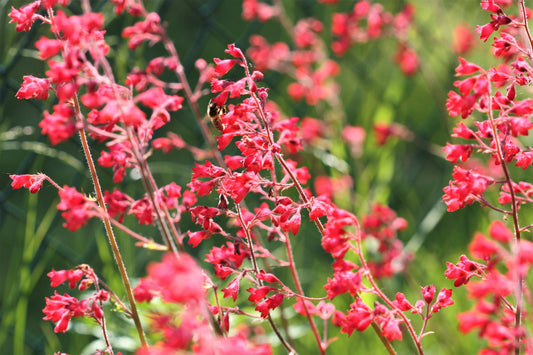 100 Red HEUCHERA SPLENDENS Coral Bells Heuchera Sanguinea Sanguineum Shade Flower Seeds
