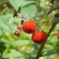 20 AUSTRALIAN RASPBERRY aka Queensland & Atherton Raspberry Rubus Probus Red Berry Fruit Shrub Seeds