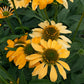 25 CHEYENNE SPIRIT CONEFLOWER Echinacea Orange Red Yellow Purple Pink White Herb Flower Seeds