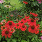 25 CHEYENNE SPIRIT CONEFLOWER Echinacea Orange Red Yellow Purple Pink White Herb Flower Seeds
