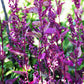 150 TRIPLE PURPLE ORACH Mountain Spinach Atriplex Hortensis Leaf Vegetable Purple Greens Seeds