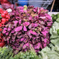 150 TRIPLE PURPLE ORACH Mountain Spinach Atriplex Hortensis Leaf Vegetable Purple Greens Seeds
