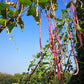 100 RED RIPPER COWPEA Cow Pea Southern Pea Vigna Unguiculata Legume Bean Vegetable Seeds